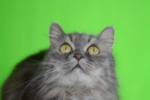 绿屏抠像跟踪素材：绿幕下的猫