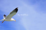 蓝天白云下自由飞翔的海鸥调色素材
