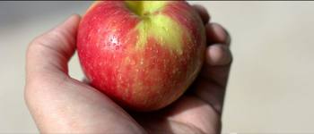 新鲜红苹果raw摄影素材百度云下载