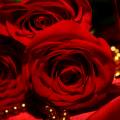 3332101-red-rose-wallpapers
