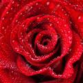 45224138-beautiful-close-up-red-rose