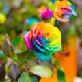 UK_rainbow-roses-growing